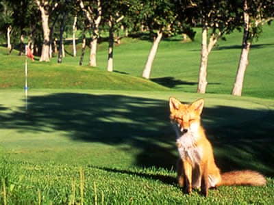 弟子屈カントリークラブ　摩周湖コース
