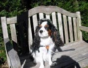 別邸　石の家　伊豆高原　ペットと泊まれる全室露天付き客室の宿 2