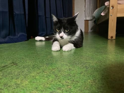 日本一しょぼいゲストハウス/民泊