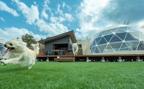 ＨＡＮＡＢＵＳＡ　ＤＯＧｌａｍｐｉｎｇ　＾