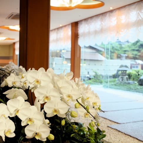 伊勢神宮のお膝元　鳥羽　胡蝶蘭 2