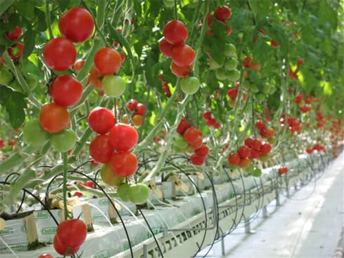 ナチュラルグリーンパークホテル 2