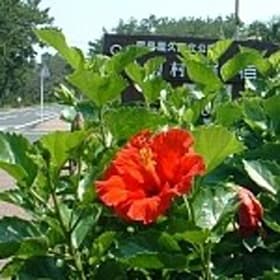 指宿温泉　休暇村　指宿 2