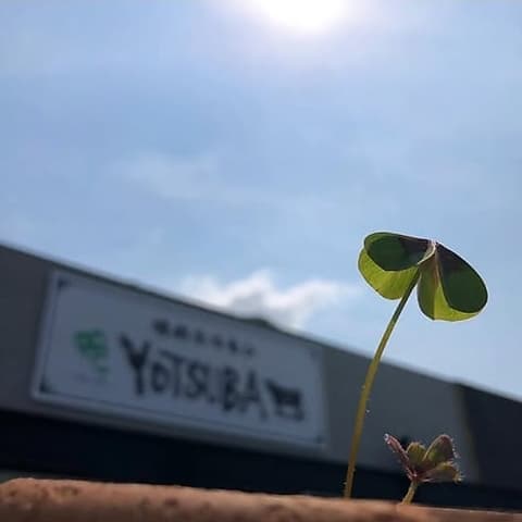 焼肉ホルモンYOTSUBA～四つ葉～