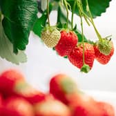 ザ チェルシー 3