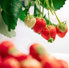 ザ チェルシー 2