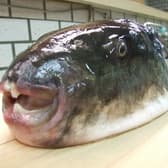 ふぐ料理 現直し 3