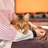 保護猫カフェ もりのねこさん 3