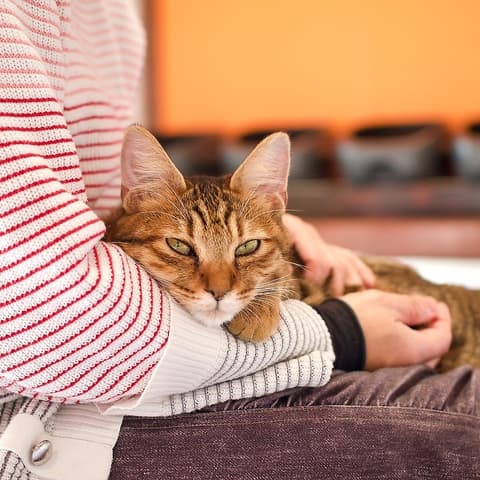 保護猫カフェ もりのねこさん