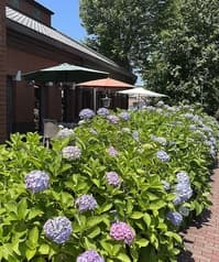 GIROLOMONI cafe di ape ジロロモーニカフェ ディ アーペ 2