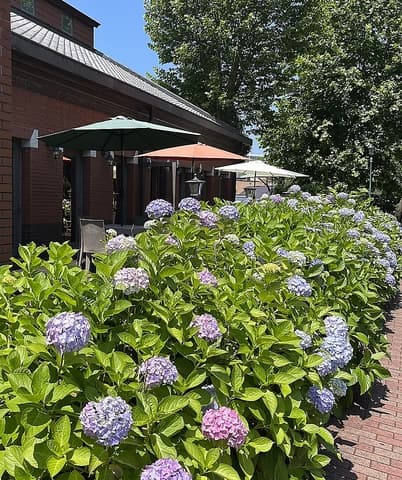 GIROLOMONI cafe di ape ジロロモーニカフェ ディ アーペ