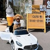 Queue Mgnonne cafe クーミニョンカフェ 3