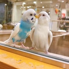 ことりすまいる 2