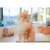 Cat Cafe MOFF グランベリーパーク店 3