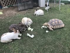 うさぎカフェ Shinta 2