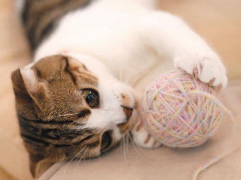 Cat cafe Miysis キャット カフェ ミーシス 猫カフェ