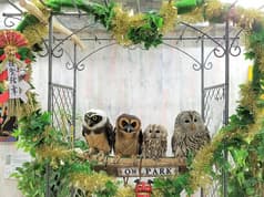 あうるぱーく フクロウカフェ 池袋西口 2