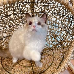 猫カフェ クラウド 2