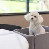 dog lounge yaburo ドッグラウンジヤブロ 3