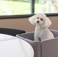 dog lounge yaburo ドッグラウンジヤブロ 2