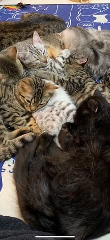 小っちゃな猫カフェ アフロディーテ