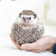 ハリネズミ専門Cafe HARRYWOOD ハリーウッド なんば店 2