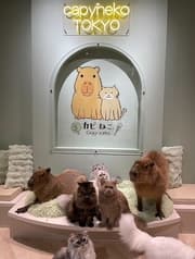 カピねこ原宿 2