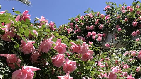 ローズレストラン ゾロ