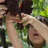 ぶどうやさん 西村 3