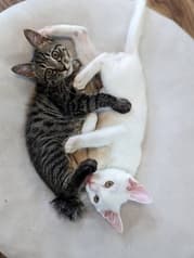 ねこたまご+cafe 2