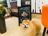 Dog cafe PON ドッグカフェ ポン 3