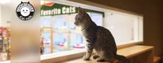 猫カフェ　猫喫茶 空陸家plus 新宿東口駅前店 2