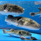 ふぐ 蟹 鱧料理 雅 3