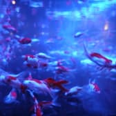 Aquarium&bar Ray 藤沢店 3