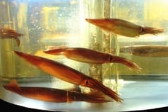 浜の漁師居酒屋 こちら とれたて 根室港 2