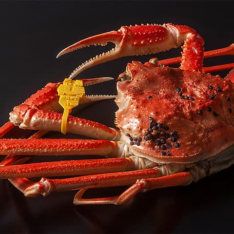 新橋 蟹割烹 まつえ