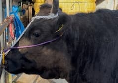 炭火焼肉 flower フラワー 名古屋駅前店 2