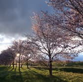 Sakura Terrace サクラ テラス 3