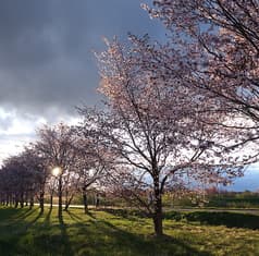 Sakura Terrace サクラ テラス 2