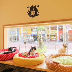 譲渡型保護ねこカフェ にじのはし 2
