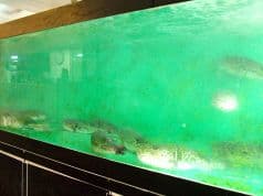 ふぐ政 三宮東店 2