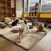 ネコカフェ キャットテイル Nekocafe Cattail 3