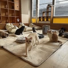 ネコカフェ キャットテイル Nekocafe Cattail 2