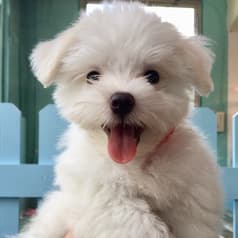 小動物カフェ はなはな 2