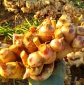 生姜料理専門店 糸 いと 3