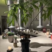 焼肉 tulip チューリップ 3