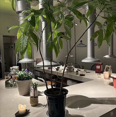 焼肉 tulip チューリップ