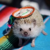 はりねずみ屋 ぽった 3