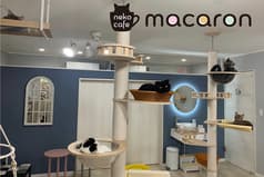 nekocafe macaron ネコカフェマカロン 2
