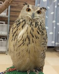 ふくろうカフェ わたどーる イオンモール新小松店 2